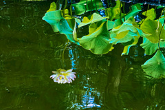 池に映る蓮の花