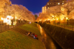 夜桜と宴
