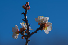 梅も咲き始めました。