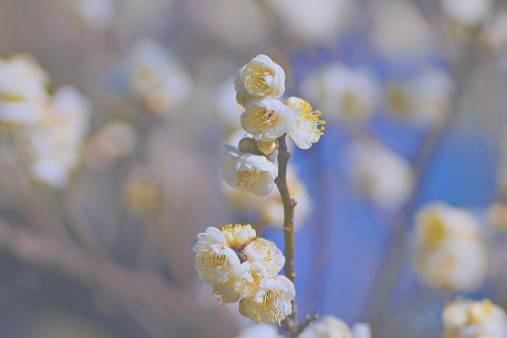 梅開花