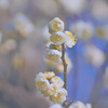 梅開花