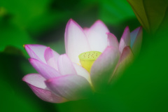 清浄