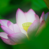 清浄