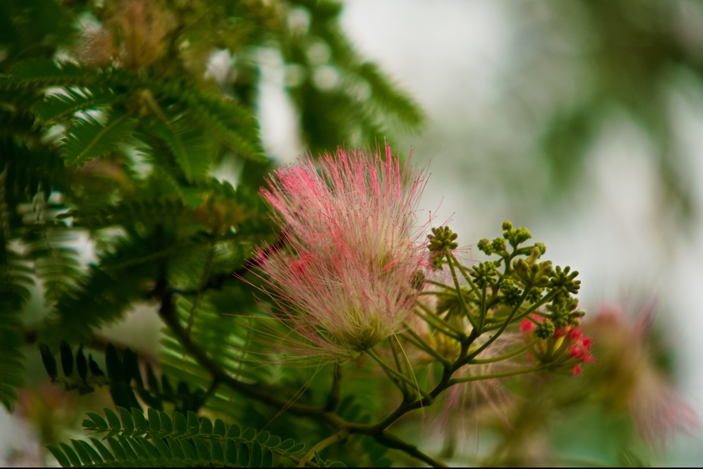 合歓木の花