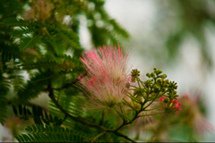 合歓木の花