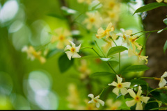 テイカカズラの花