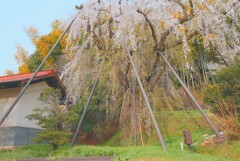 枝垂れ桜