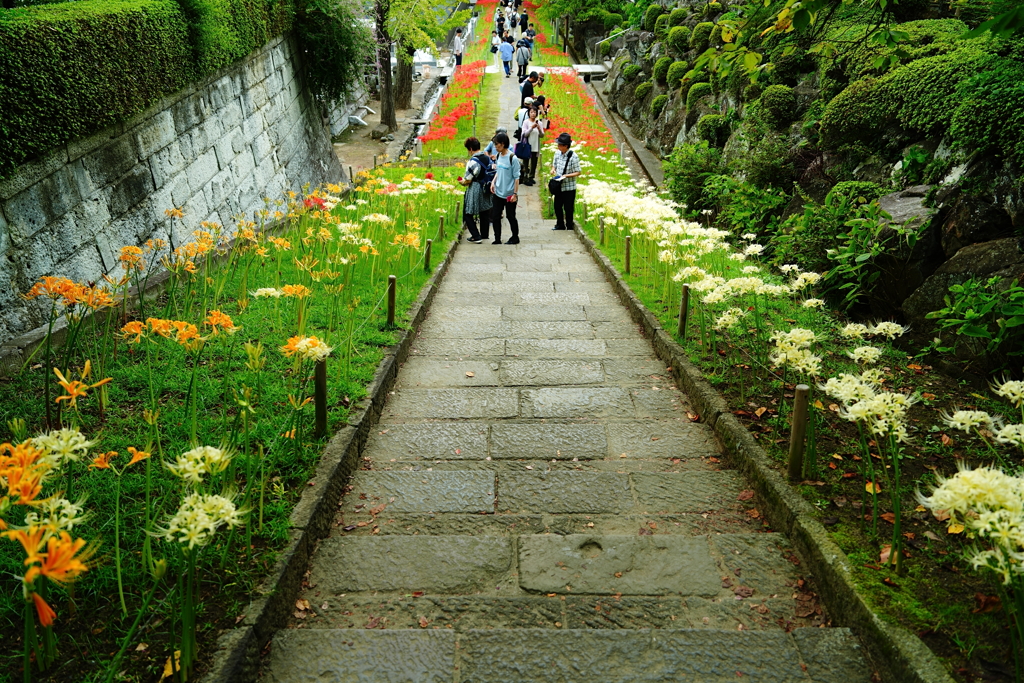 花寺
