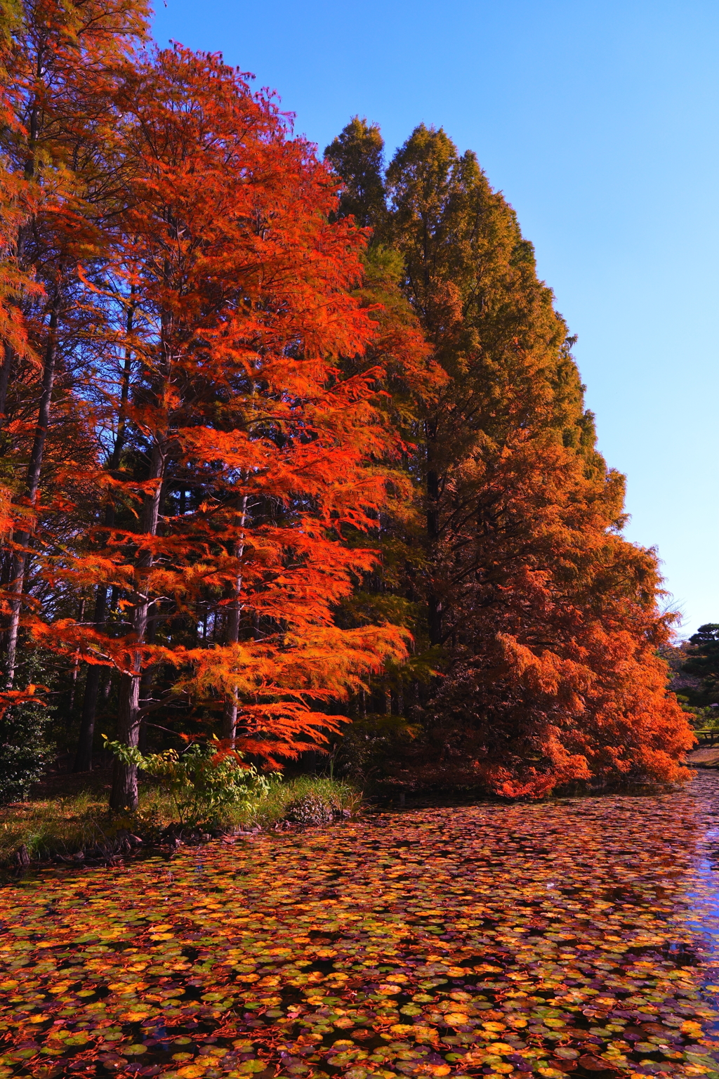 メタセコイヤ色づく