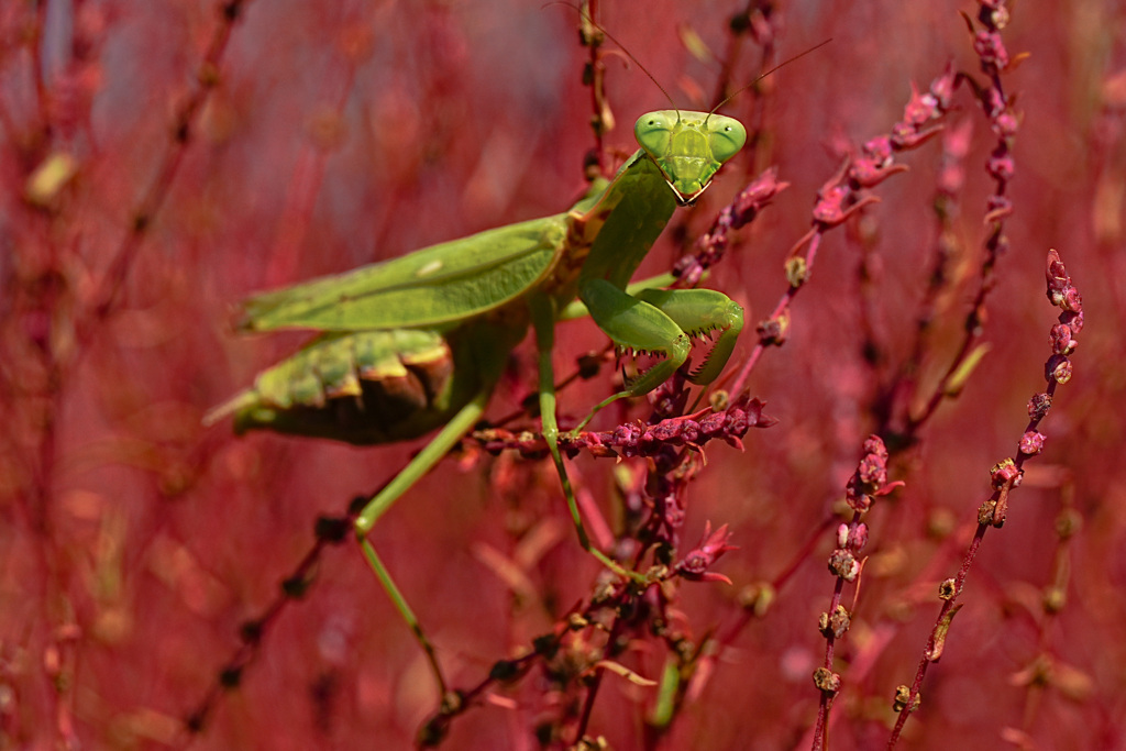 カマキリが微笑んだ