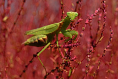 カマキリが微笑んだ