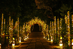 HANABIYORI NIGHT