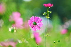 コスモス コスモス