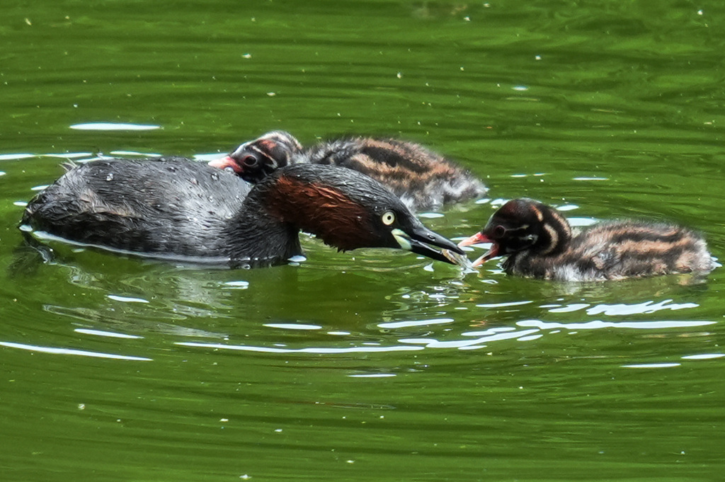 カイツブリの雛にエビ