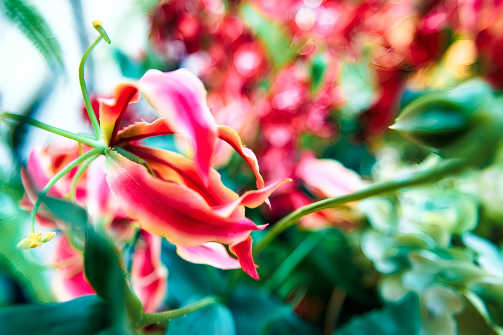 グロリオサの花