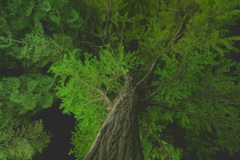 黙して見守る巨木