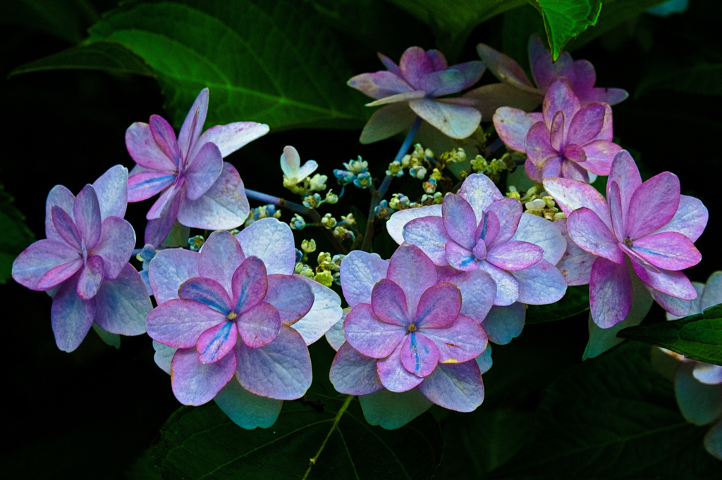 がくあじさいの真花