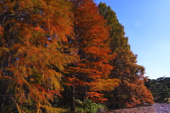 メタセコイヤ色づく