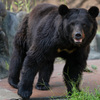 ツキノワグマ