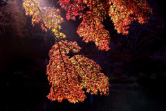 夕日に照らされて