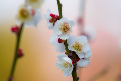 梅花Ⅰ