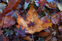 ひとひらの語らい