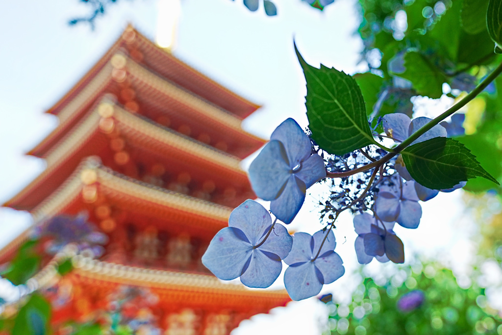五重塔と紫陽花