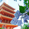五重塔と紫陽花