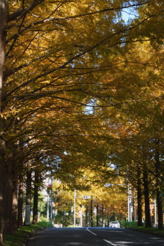 Metasequoia Street