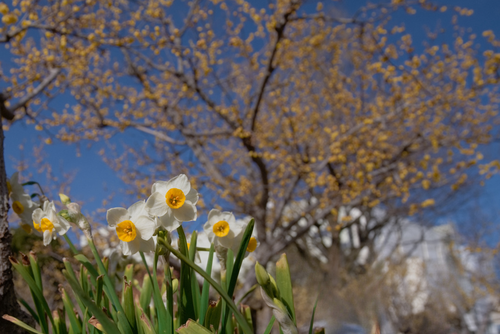 早春の彩り