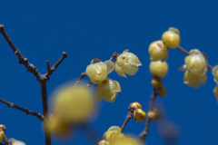 咲き始めたロウバイ