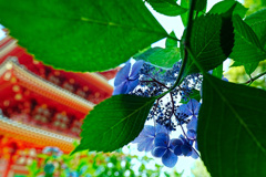 五重塔と紫陽花