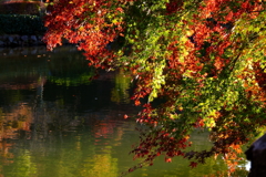 秋映夕光（しゅうえいせっこう）