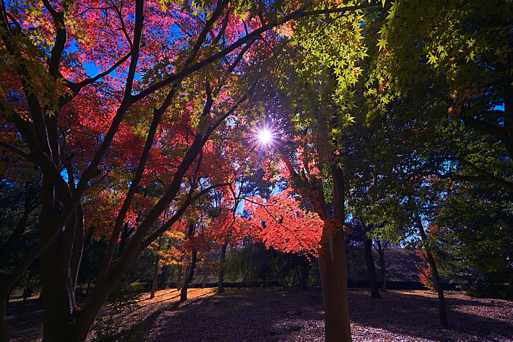 光芒、秋を貫く