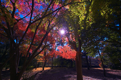 光芒、秋を貫く