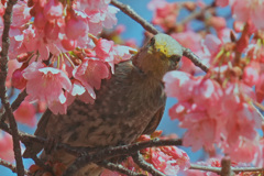 「ヒーヨヒーヨ」