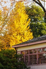 学校と銀杏