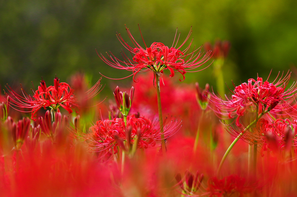 曼珠沙華