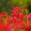 曼珠沙華