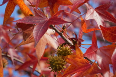 紅葉と樹の実