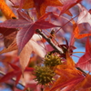 紅葉と樹の実