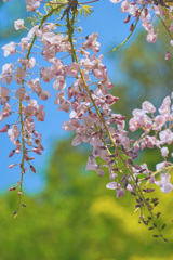 藤の花咲きはじめた