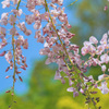 藤の花咲きはじめた