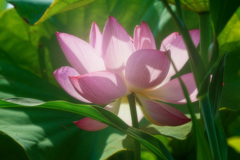 清浄