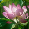清浄