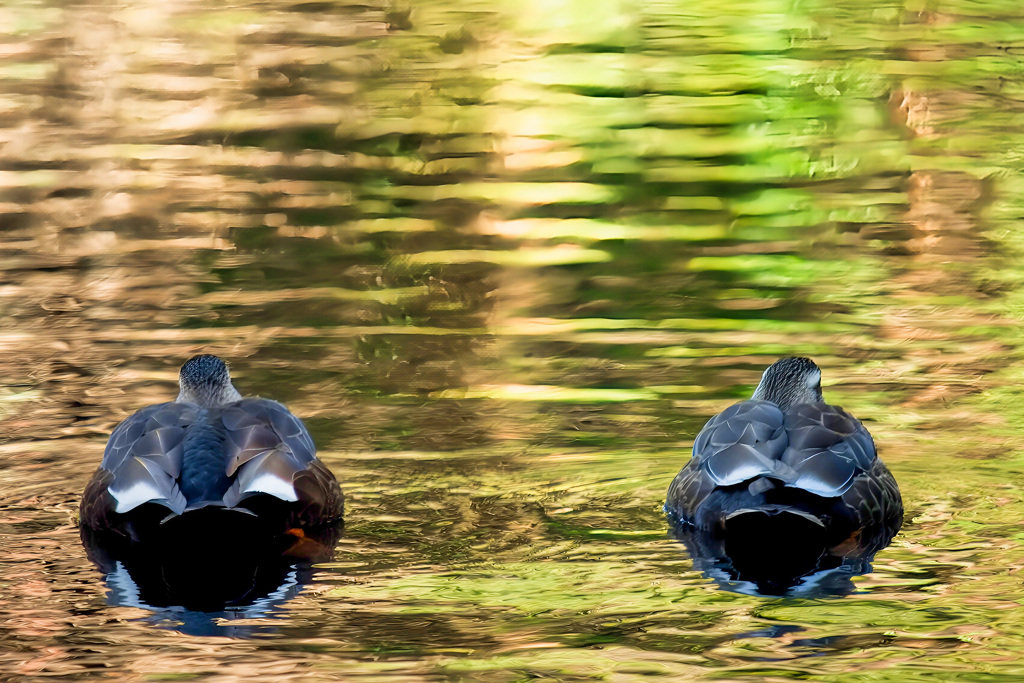 カルガモが行く！