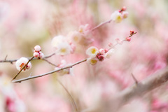 梅花Ⅱ