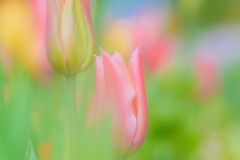 可愛いく、愛おしく。