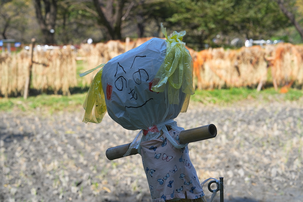 かかし