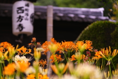 花寺